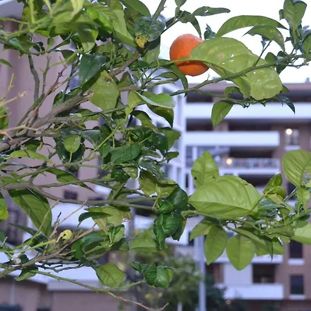 Airport & Fair * 피우미치노